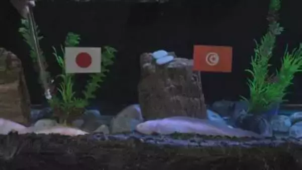 勝つのは日本かチュニジアか？開催地メキシコのウーパールーパーが勝敗予想　【サッカーFIFAワールドカップ2026】