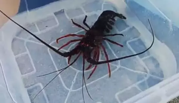 黒潮が運んだ異変　三陸沿岸でイセエビやサザエが見つかる　宮城の海を見つめ続けてきた研究者が語る“海の未来”