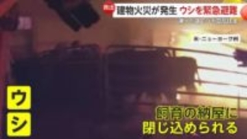 燃えさかる納屋に閉じ込められた牛たちを緊急避難させる緊迫の瞬間…凍った湖で“立ち往生”シカ救助劇の一部始終　アメリカ