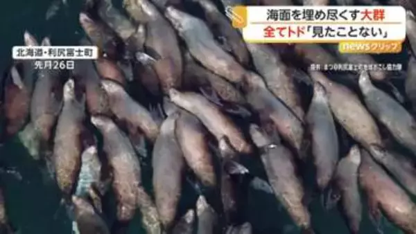 約100頭！海面ぎゅうぎゅうにトドの大群　繁殖期のニシン狙い集結か　この季節だけの貴重な光景　北海道