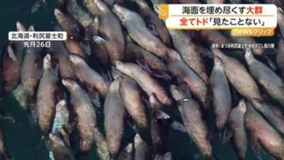 約100頭！海面ぎゅうぎゅうにトドの大群　繁殖期のニシン狙い集結か　この季節だけの貴重な光景　北海道