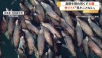 約100頭！海面ぎゅうぎゅうにトドの大群　繁殖期のニシン狙い集結か　この季節だけの貴重な光景　北海道