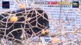 「春グマが市街地で出没急増　秋田は4月278件全国最多…宮城も2.6倍　街のエサを学習したクマ　人的被害を防ぐカギは兵庫の個体数管理」の画像1