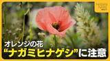 「“オレンジの花”に注意！触るとかぶれる恐れある“ナガミヒナゲシ”　繁殖力強く駆除の際は「種こぼさないで」」の画像1