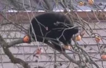 専門家「おそらく冬眠の仕方がわからない」クマが住宅敷地内の柿の木に出没…7時間超も居座り柿むさぼり食べる　福島・北塩原村