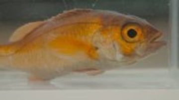 近畿大学、世界初のノドグロ完全養殖に成功　「脂がのっているので炙って食べたら絶品」と太鼓判