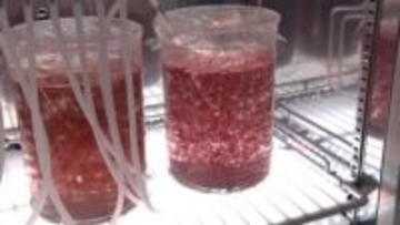 海藻「カギケノリ」で“牛のゲップ”メタンを削減　商品化へ スタートアップの挑戦