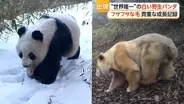 “世界唯一”白い野生パンダ　ほかのパンダとじゃれ合う様子も　2019年に初めて確認　中国・四川省