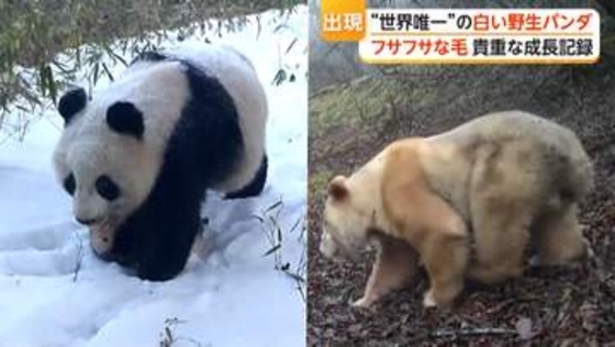 “世界唯一”白い野生パンダ　ほかのパンダとじゃれ合う様子も　2019年に初めて確認　中国・四川省