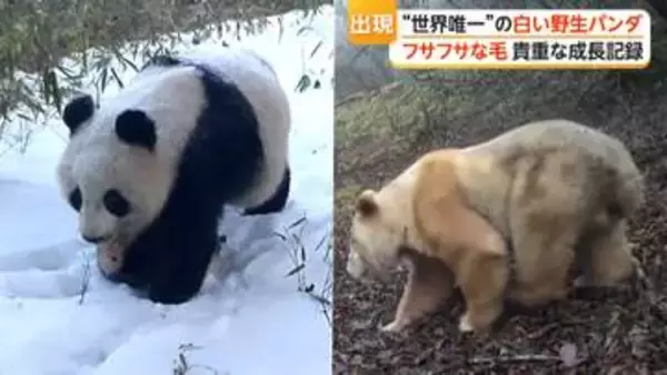 “世界唯一”白い野生パンダ　ほかのパンダとじゃれ合う様子も　2019年に初めて確認　中国・四川省