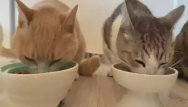 天皇ご一家に迎えられた保護猫「美海」　パリ五輪柔道金メダル・出口クリスタ選手の強さの源は“4匹の保護猫”との幸せな時間