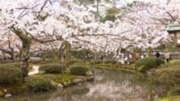 4月最初の週末は全国で“春の嵐”　名所の「兼六園」は桜満開　「野球拳」全国大会や日本最大級ペットイベントも開催
