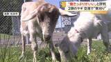 「「働きっぷりがいい」ヤギ2頭が空港の“緑地管理”に大抜擢　朝から夕方までムシャムシャ食べて草刈り業務　長野・松本市」の画像1