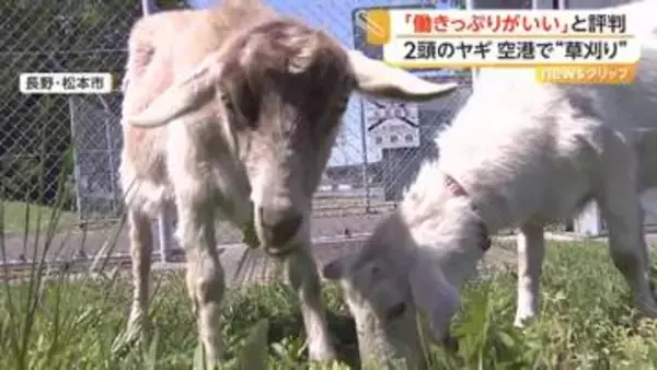 「働きっぷりがいい」ヤギ2頭が空港の“緑地管理”に大抜擢　朝から夕方までムシャムシャ食べて草刈り業務　長野・松本市