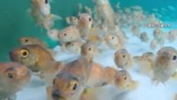 “世界初”近畿大学が「ノドグロ」完全養殖に成功…光に弱くデリケートで飼育は苦労の連続　天然物高騰で“近大ノドグロ”に期待の声