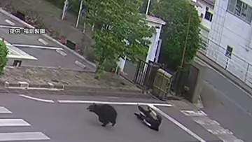 福島市で男女4人襲ったクマ捕獲できず　麻酔銃命中も麻酔薬注入できなかったと判明　工場の窓から逃げ出し行方不明