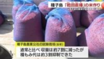 「苗を作らない米作り」種子島で始動　赤い種もみの正体と“作業3割削減”の可能性