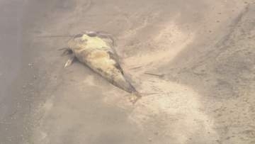 九十九里浜に漂着の巨大クジラ“どう処理する？”　処理方法決まらず、台風影響で撤去作業のめど立たず