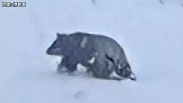 「血を流し倒れている」クマに男性が襲われ負傷　温泉街で雪かき中…専門家「降雪期、人里への出没はかなり珍しい。餌が足りず迷い込んだか」