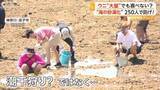 「「取れた～！」高級ムラサキウニが海藻食べ尽くす“海の砂漠化”懸念…約250人が780kg超回収も身は小さく肥料へ　神奈川・逗子市」の画像1