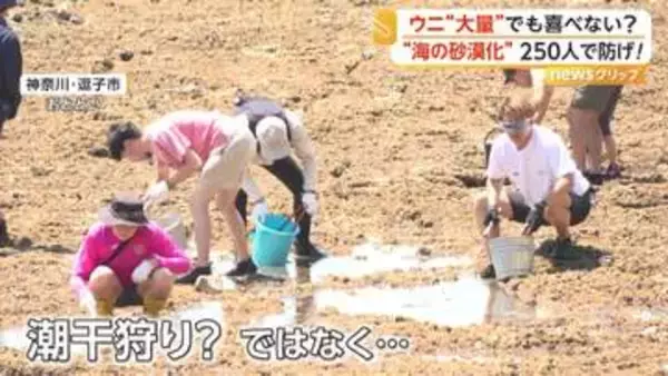 「取れた～！」高級ムラサキウニが海藻食べ尽くす“海の砂漠化”懸念…約250人が780kg超回収も身は小さく肥料へ　神奈川・逗子市