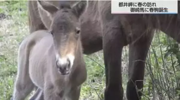 「今年初の春駒誕生」国の天然記念物・御崎馬　体長約80センチのオスが元気に歩む
