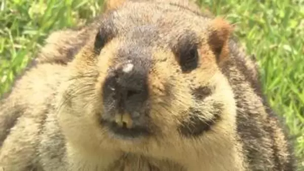 SNSで人気沸騰！ ずんぐりとした姿が愛らしくて目が離せない 「ヒマラヤマーモット」が長崎バイオパークに仲間入り　国内の動物園での公開は初