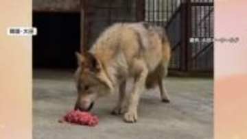 捕獲された脱走オオカミ「ヌック」一躍大人気に　手作りパンや市の公式キャラクターに賛否　韓国