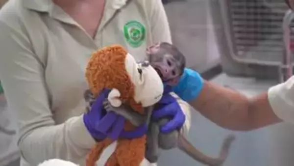 メキシコにもいた“ぬいぐるみ抱く子猿”　名前は「ユウジ」　千葉の“本家”パンチくんは“ぬいぐるみ離れ”か