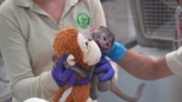 メキシコにもいた“ぬいぐるみ抱く子猿”　名前は「ユウジ」　千葉の“本家”パンチくんは“ぬいぐるみ離れ”か