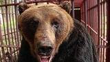 「【北海道で巨大クマ連続出没】「春にここまで大きいのは見たことない」冬眠明けなのになぜ？畑の農作物で昨秋に栄養蓄えた可能性もー苫前町で330キロ級を捕獲＆島牧村でも280キロのクマがハンター襲撃」の画像1