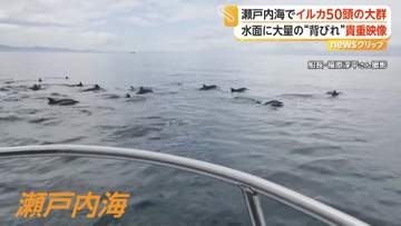水面に次々と現れる大量の背びれ…瀬戸内海でカメラが捉えたイルカ50頭の大群　アジやサバを追いかけたか　愛媛・大洲市