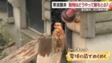 「電球の前が特等席」ミーアキャット　カバは“温泉シャワー”でぬくぬく　動物たちの“寒さ対策”図鑑