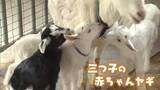 「「まさか3つ子とは」坂井市の牧場にヤギの赤ちゃん誕生…3頭そろって元気に育つのは“まれ”　来場者から名前募る」の画像1