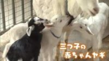 「まさか3つ子とは」坂井市の牧場にヤギの赤ちゃん誕生…3頭そろって元気に育つのは“まれ”　来場者から名前募る