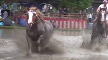 「馬に遊ばれている…」平安時代から続く伝統の「御田祭」泥しぶき舞う勇壮な「牛馬入れ」【宮崎県美郷町】