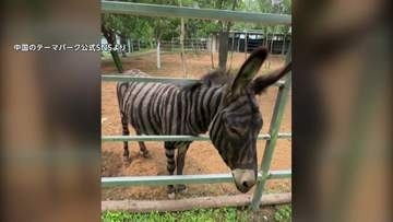 “新種のシマウマ”実は毛を染めたロバ？中国・山東省の遊園地の動画が「有害では？」と論争に　激化する集客競争が背景か