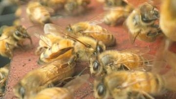 梅雨こそがミツバチの引っ越しシーズン　3万匹を束ねるたった1匹の女王蜂　富山・呉羽丘陵の養蜂家の一日