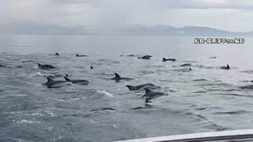 【貴重】瀬戸内海でイルカ50頭の大群　水面に大量の“背びれ”　アジやサバ追いかけ群れで泳いでいたか