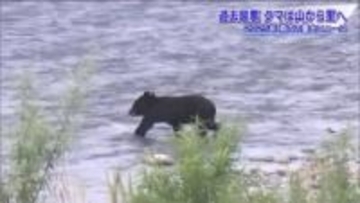 2025年は異常事態！相次いだクマ出没　緊急銃猟に苦悩する自治体　目撃増加の背景に“エサ不足”と“慣れ”2つの要因を指摘