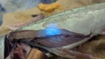 生きたサバの身に「アニサキス97匹」　胃を噛みちぎられたような激痛が走る　酢でしめても、よく噛んでも死滅しない　食中毒予防法は「内蔵を取り除けば安心ではない」「目視で確認を」「加熱、冷凍して」