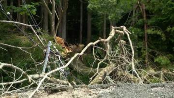 「土砂崩れが起きているよう」10本ほど倒木　山側の住民が一時孤立状態　電柱巻き込み道ふさぐもすでに撤去　静岡・下田