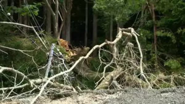 「土砂崩れが起きているよう」10本ほど倒木　山側の住民が一時孤立状態　電柱巻き込み道ふさぐもすでに撤去　静岡・下田