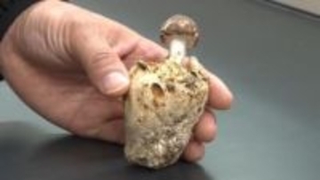 キノコに寄生する「マツタケ似」の珍キノコ　国内4例目となる「ブンゴツボマツタケ」を宮崎県で初確認　他にも発生地がないか確認へ