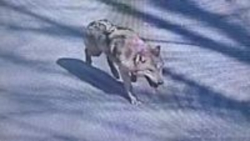 テーマパークからオオカミ1匹が脱走　柵の下の土を掘り逃げ出す　体重30㎏のオスで小学校付近を徘徊　韓国