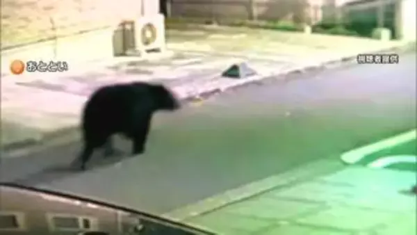 体長1.5m重さ125kgオスのクマ　麻酔銃2発で眠らせ駆除　住宅街マンション茂みにとどまり危険と判断　仙台市