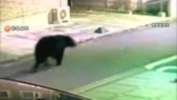 体長1.5m重さ125kgオスのクマ　麻酔銃2発で眠らせ駆除　住宅街マンション茂みにとどまり危険と判断　仙台市