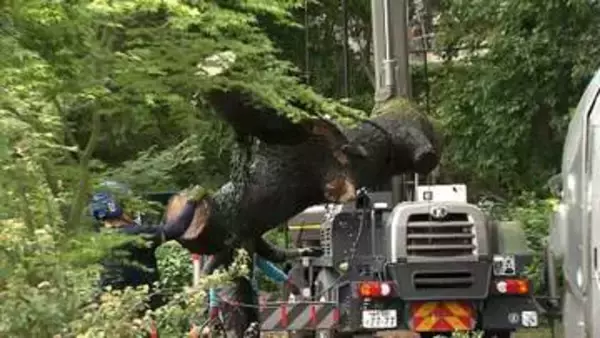 公園の高さ30mの倒木を撤去　点検時に異常な音　東京・杉並区