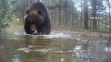 「クマの「見たことない」食事映像やメスアピールの“背こすり”瞬間も　“ヒグマウォッチャー”が「春なのに親も子も大きい」と警鐘」の画像1