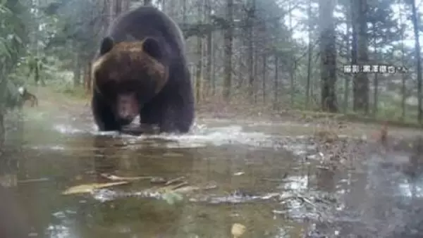 クマの「見たことない」食事映像やメスアピールの“背こすり”瞬間も　“ヒグマウォッチャー”が「春なのに親も子も大きい」と警鐘